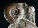 Large Lytoceras Ammonite Sculpture - Tall #7989-7